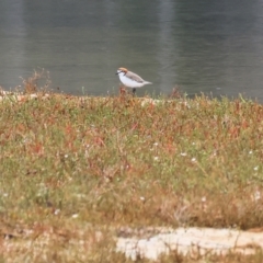 Anarhynchus ruficapillus (Red-capped Plover) at Wallagoot, NSW - 25 Dec 2022 by KylieWaldon