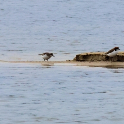 Calidris ruficollis (Red-necked Stint) at Wallagoot, NSW - 25 Dec 2022 by KylieWaldon