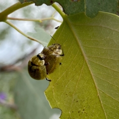 Paropsisterna cloelia (Eucalyptus variegated beetle) at Wandiyali-Environa Conservation Area - 31 Dec 2022 by Wandiyali