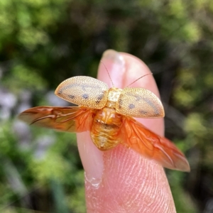 Paropsis atomaria at Googong, NSW - 31 Dec 2022