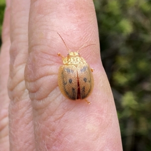 Paropsis atomaria at Googong, NSW - 31 Dec 2022