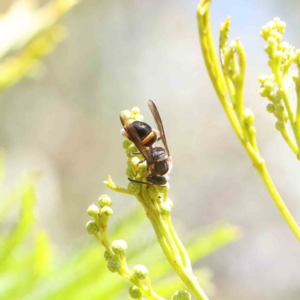 Paralastor sp. (genus) at O'Connor, ACT - 18 Dec 2022