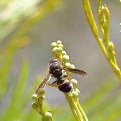 Paralastor sp. (genus) at O'Connor, ACT - 18 Dec 2022