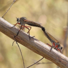 Zosteria sp. (genus) (Common brown robber fly) at O'Connor, ACT - 26 Dec 2022 by ConBoekel