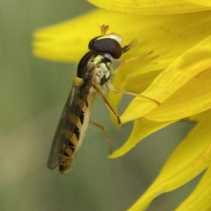 Sphaerophoria macrogaster at Numeralla, NSW - suppressed