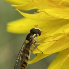 Sphaerophoria macrogaster at Numeralla, NSW - 31 Dec 2022