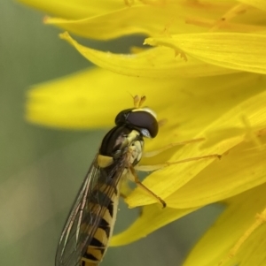 Sphaerophoria macrogaster at Numeralla, NSW - suppressed