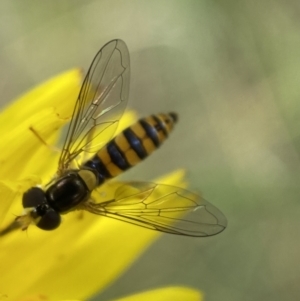 Sphaerophoria macrogaster at Numeralla, NSW - suppressed