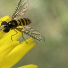 Sphaerophoria macrogaster at Numeralla, NSW - suppressed