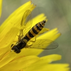 Sphaerophoria macrogaster at Numeralla, NSW - suppressed