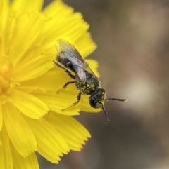 Lasioglossum (Chilalictus) sp. (genus & subgenus) (Halictid bee) at Numeralla, NSW - 31 Dec 2022 by SteveBorkowskis