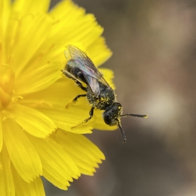 Lasioglossum (Chilalictus) sp. (genus & subgenus) (Halictid bee) at Numeralla, NSW - 31 Dec 2022 by SteveBorkowskis
