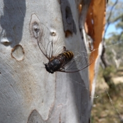 Pauropsalta mneme (Alarm Clock Squawker) at Charleys Forest, NSW - 8 Feb 2014 by arjay