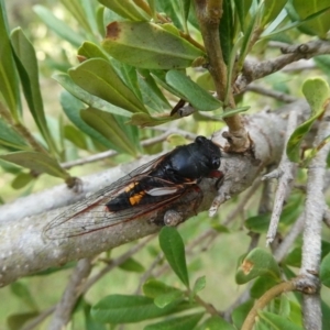 Yoyetta sp. nr spectabilis at Charleys Forest, NSW - suppressed