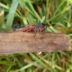 Yoyetta sp. nr spectabilis at Charleys Forest, NSW - suppressed