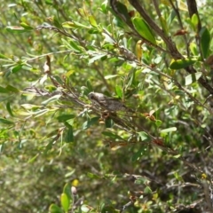 Yoyetta celis (Silver Princess Cicada) at Mongarlowe River - 20 Dec 2020 by arjay