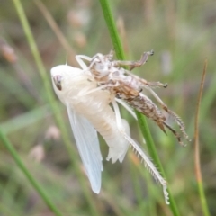 Galanga labeculata at QPRC LGA - 7 Jan 2022 by arjay