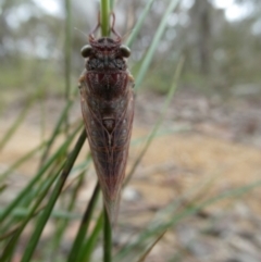 Atrapsalta sp. (genus) (Unidentified bark squeaker) at Mongarlowe River - 31 Dec 2022 by arjay