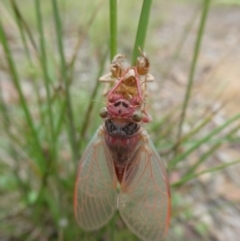 Atrapsalta sp. (genus) at Charleys Forest, NSW - 31 Dec 2022