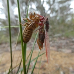 Atrapsalta sp. (genus) at Charleys Forest, NSW - 31 Dec 2022