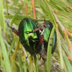 Repsimus manicatus montanus (Green nail beetle) at Bullen Range - 30 Dec 2022 by HelenCross