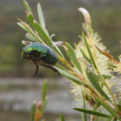 Repsimus manicatus montanus at Stromlo, ACT - 31 Dec 2022