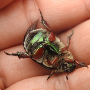 Repsimus manicatus montanus at Stromlo, ACT - 31 Dec 2022