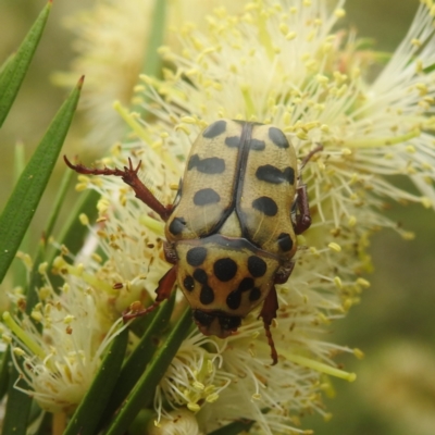 Neorrhina punctata (Spotted flower chafer) at Stromlo, ACT - 30 Dec 2022 by HelenCross