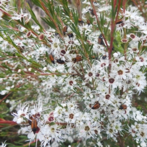 Phyllotocus marginipennis at Stromlo, ACT - 31 Dec 2022