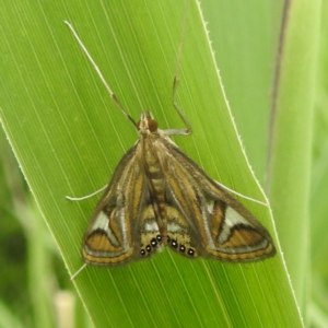 Strepsinoma foveata at Stromlo, ACT - 31 Dec 2022