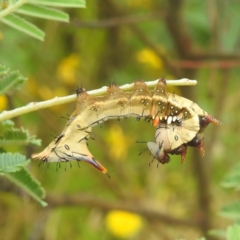 Neola semiaurata (Wattle Notodontid Moth) at Bullen Range - 31 Dec 2022 by HelenCross