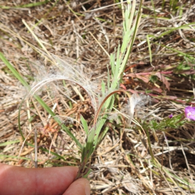 Epilobium sp. (A Willow Herb) at Bullen Range - 31 Dec 2022 by HelenCross