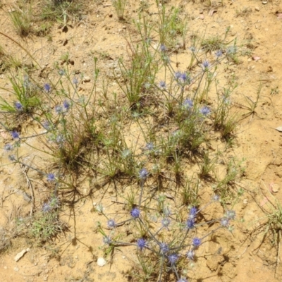 Eryngium ovinum (Blue Devil) at Stromlo, ACT - 31 Dec 2022 by HelenCross