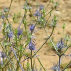 Eryngium ovinum at Stromlo, ACT - 31 Dec 2022