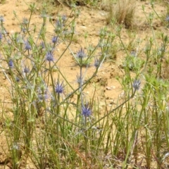 Eryngium ovinum at Stromlo, ACT - 31 Dec 2022