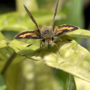 Ocybadistes walkeri at Spence, ACT - 31 Dec 2022