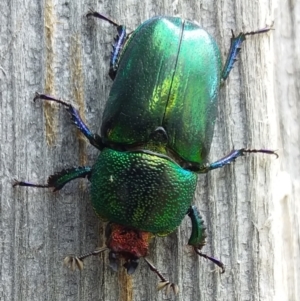 Lamprima aurata at Hackett, ACT - suppressed