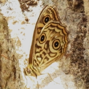 Geitoneura acantha at Tennent, ACT - 31 Dec 2022