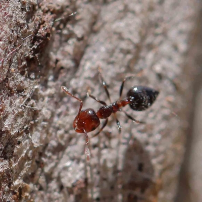 Crematogaster sp. (genus) (Acrobat ant, Cocktail ant) at O'Connor, ACT - 18 Dec 2022 by ConBoekel