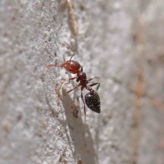 Crematogaster sp. (genus) at O'Connor, ACT - 18 Dec 2022