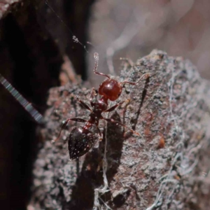 Crematogaster sp. (genus) at O'Connor, ACT - 18 Dec 2022