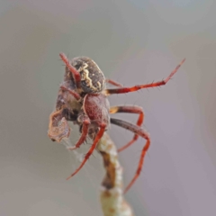 Araneinae (subfamily) (Orb weaver) at O'Connor, ACT - 29 Dec 2022 by ConBoekel