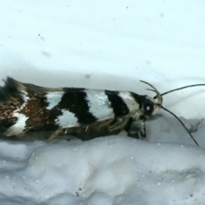 Macrobathra (genus) at Ainslie, ACT - 27 Dec 2022