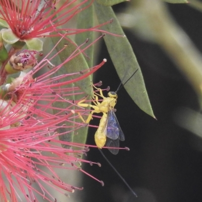 Ichneumonidae (family) (Unidentified ichneumon wasp) at Burradoo, NSW - 22 Dec 2022 by GlossyGal