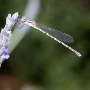 Austrolestes leda at Spence, ACT - suppressed