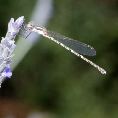 Austrolestes leda (Wandering Ringtail) at Spence, ACT - 31 Dec 2022 by JudithRoach