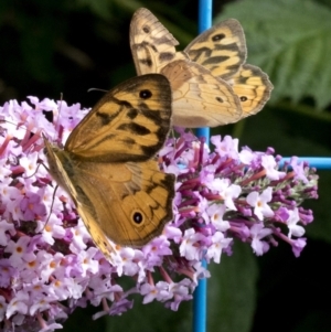 Heteronympha merope at Spence, ACT - suppressed