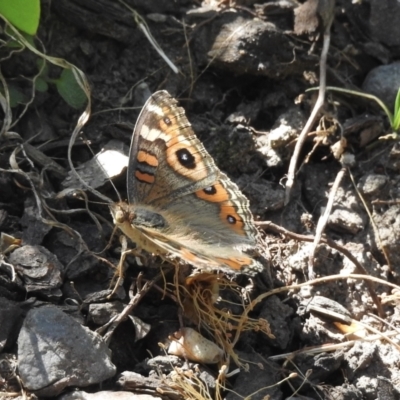 Junonia villida (Meadow Argus) at Burradoo, NSW - 25 Dec 2022 by GlossyGal