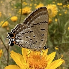 Jalmenus ictinus (Stencilled Hairstreak) at Ainslie, ACT - 31 Dec 2022 by Pirom