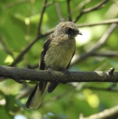 Rhipidura albiscapa (Grey Fantail) at Burradoo, NSW - 25 Dec 2022 by GlossyGal